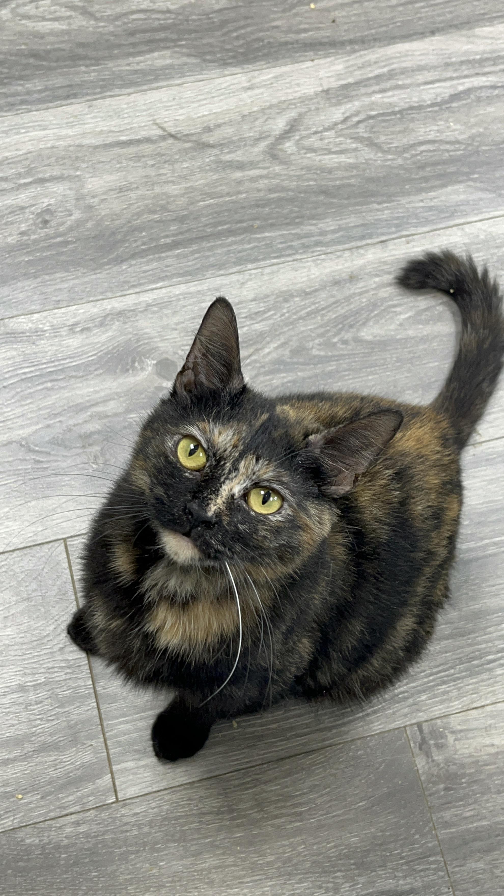 Spice, ADOPTABLE, Adult Female Domestic Short Hair.