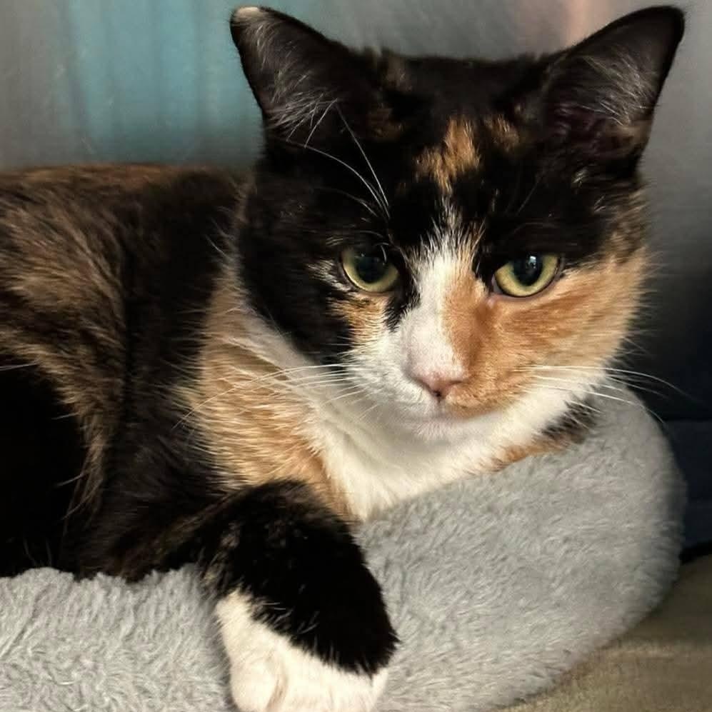 Enlarge Jewel, a ADOPTABLE Domestic Short Hair in Sewell, NJ image 2/2