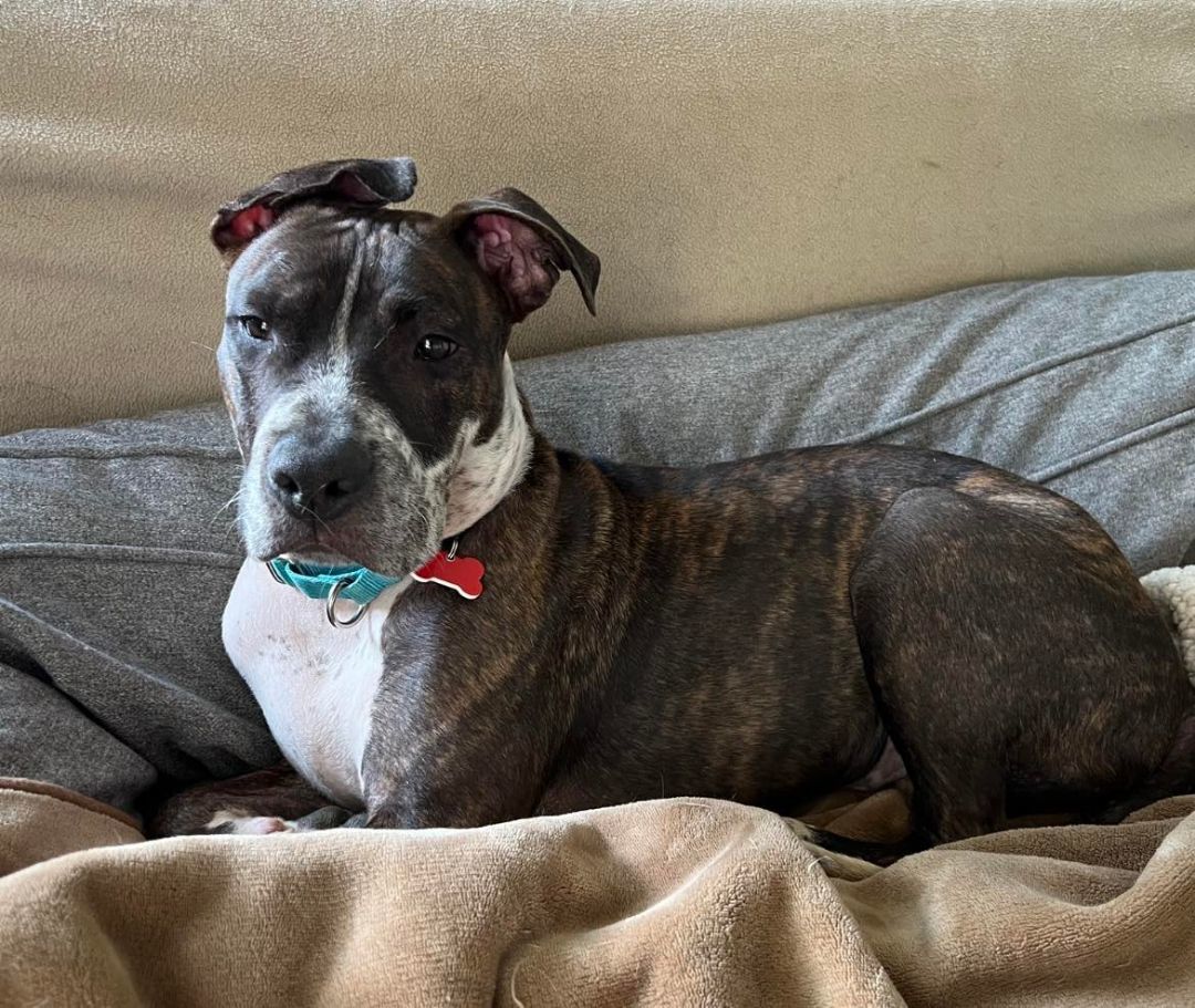 TAZ, a Adoptable Pit Bull Terrier in New Tripoli, PA image 5/6
