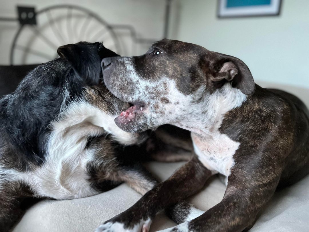 TAZ, a Adoptable Pit Bull Terrier in New Tripoli, PA image 6/6