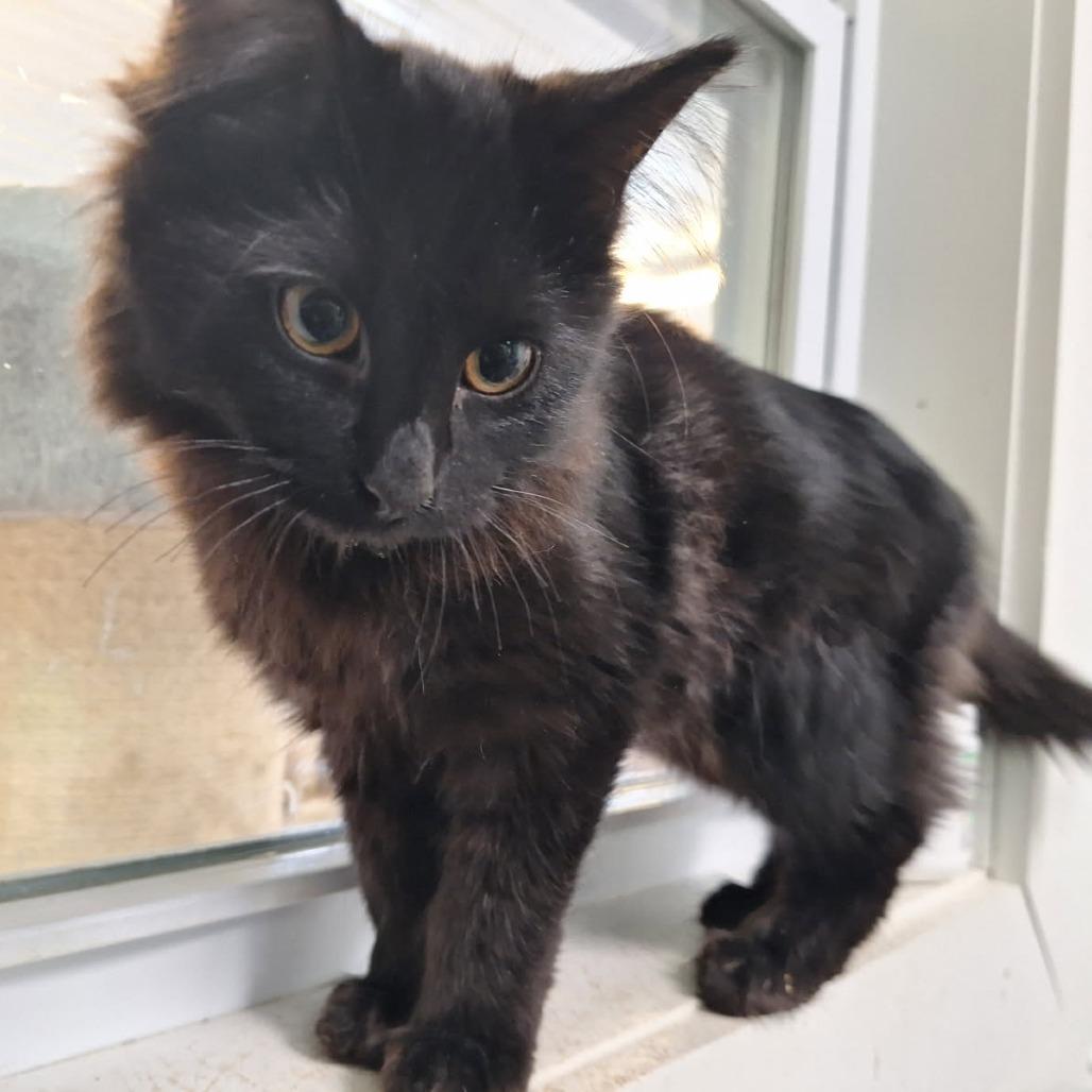 Enlarge Victor, a Adoptable Domestic Long Hair in Albert Lea, MN image 1/1