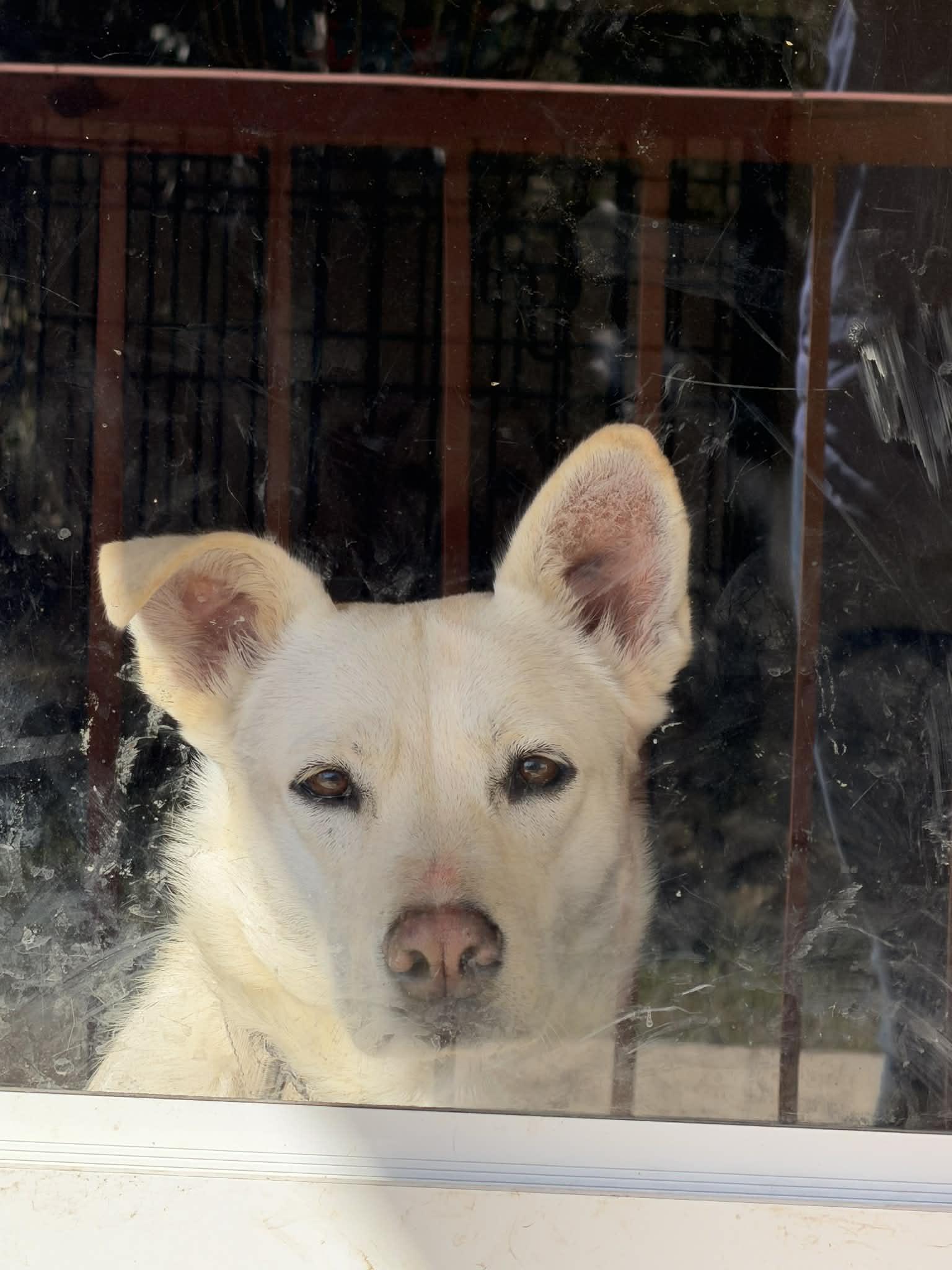 Enlarge Lucy, an adopted mixed breed in Bedminster, NJ image 3/6
