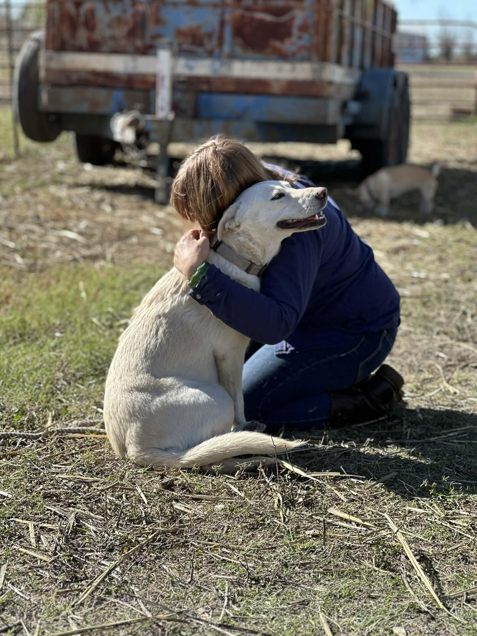 Enlarge Lucy, an adopted mixed breed in Bedminster, NJ image 6/6