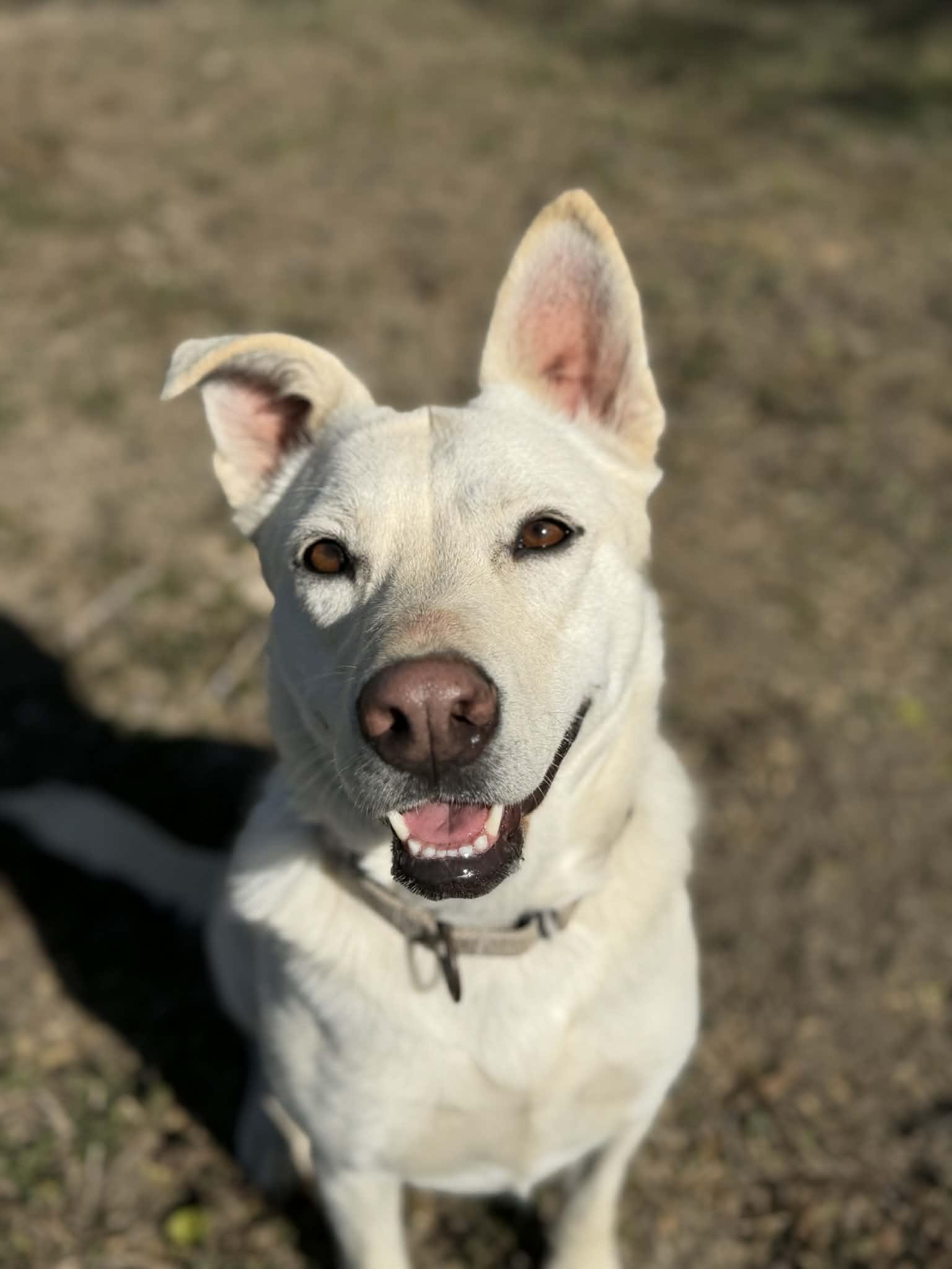 Lucy, adopted, Adult Female Shepherd & Mixed Breed.