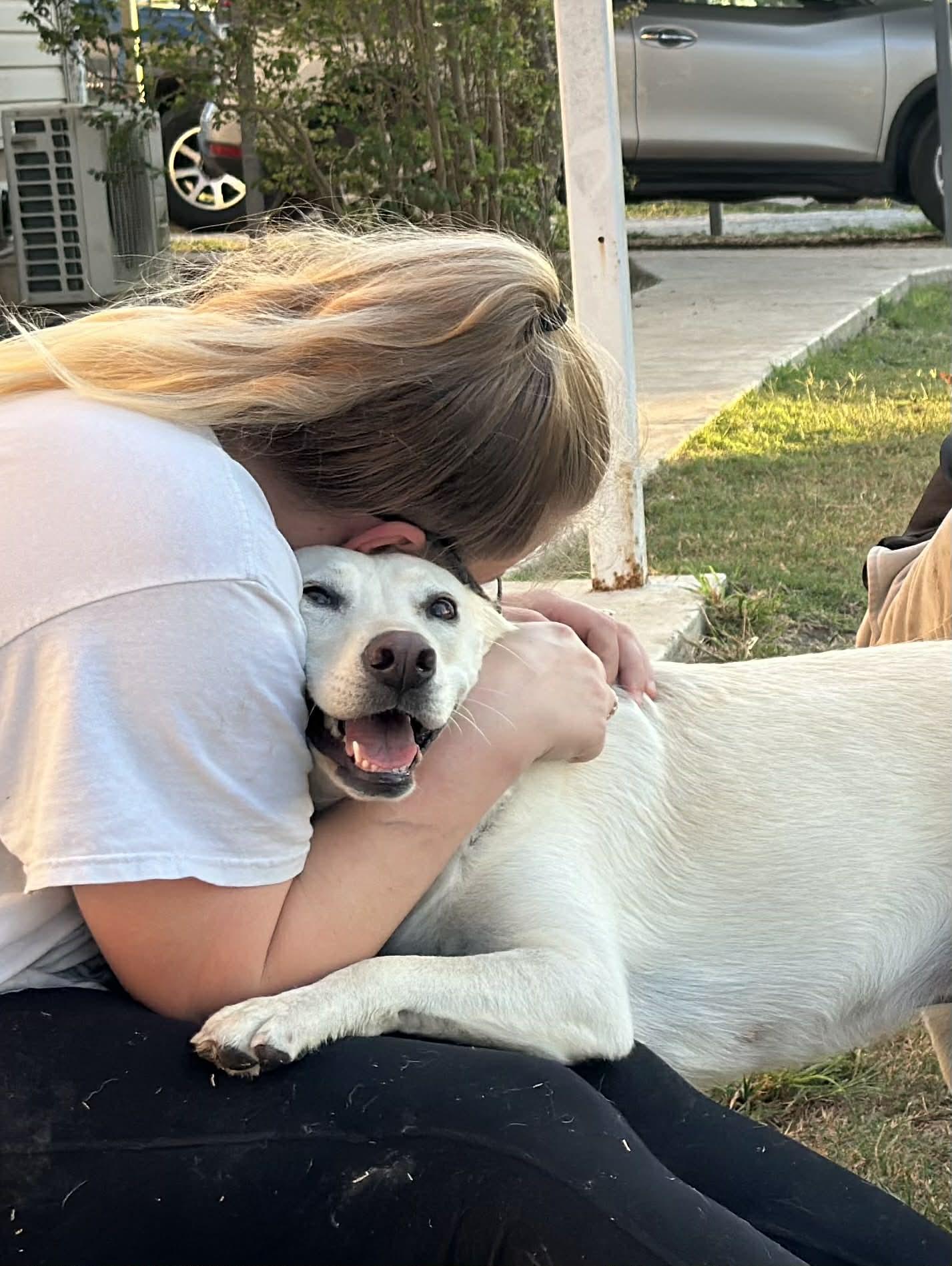 Enlarge Lucy, an adopted mixed breed in Bedminster, NJ image 4/6