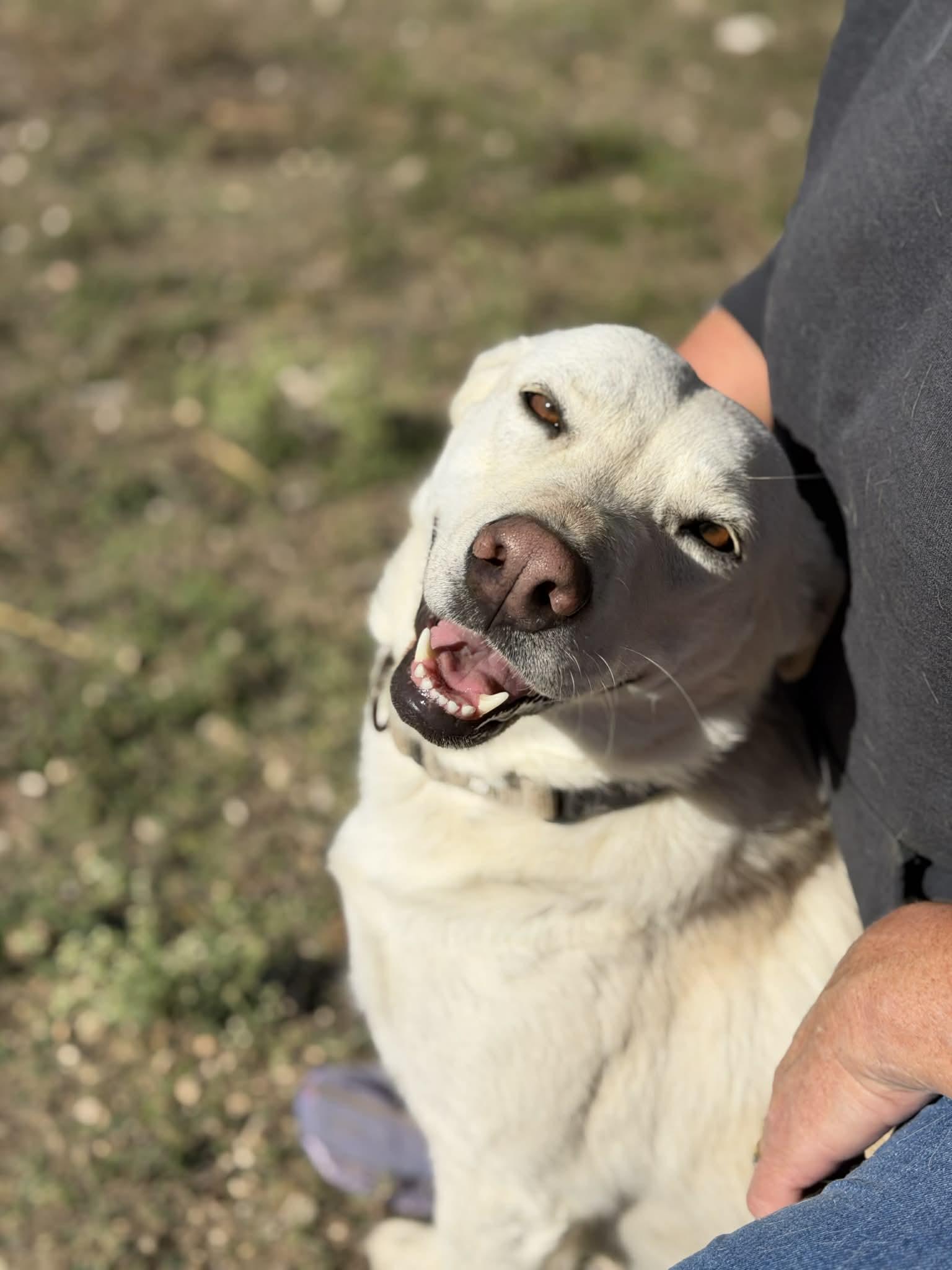 Enlarge Lucy, an adopted mixed breed in Bedminster, NJ image 5/6