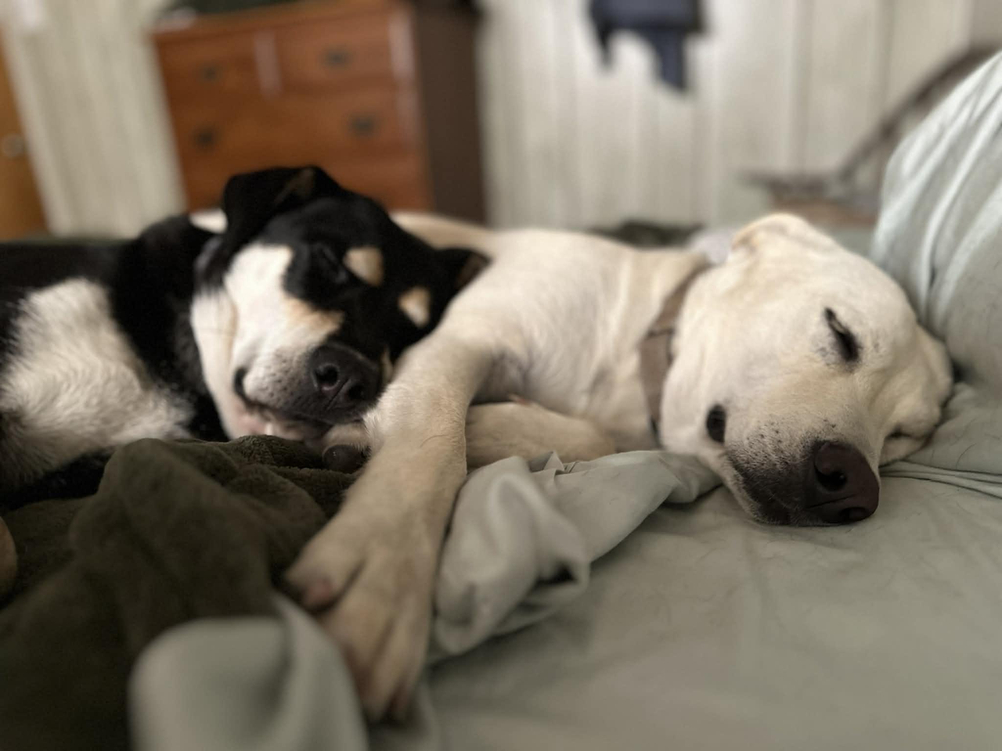 Enlarge Lucy, an adopted mixed breed in Bedminster, NJ image 2/6