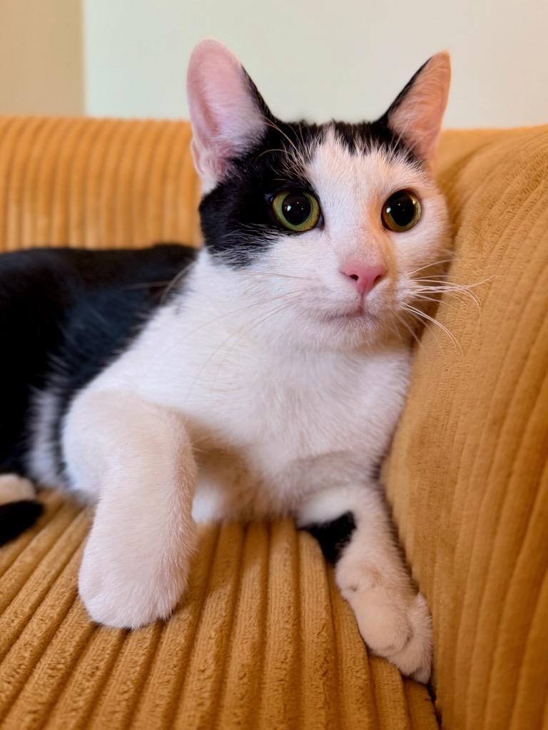 Jenny, ADOPTABLE, Adult Female Domestic Short Hair.