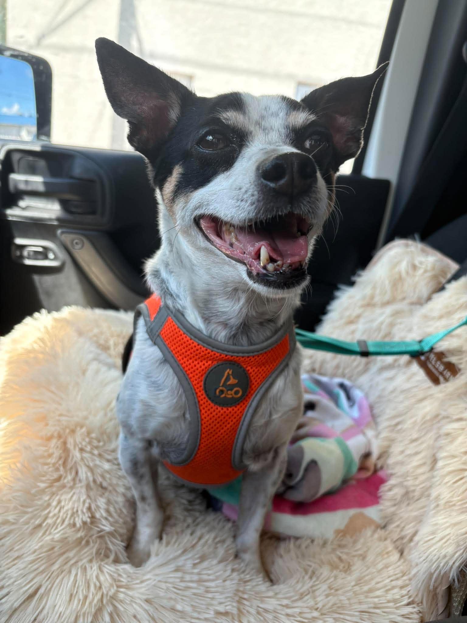 Enlarge Skippy, a Adoptable Rat Terrier in Miami, FL image 1/1