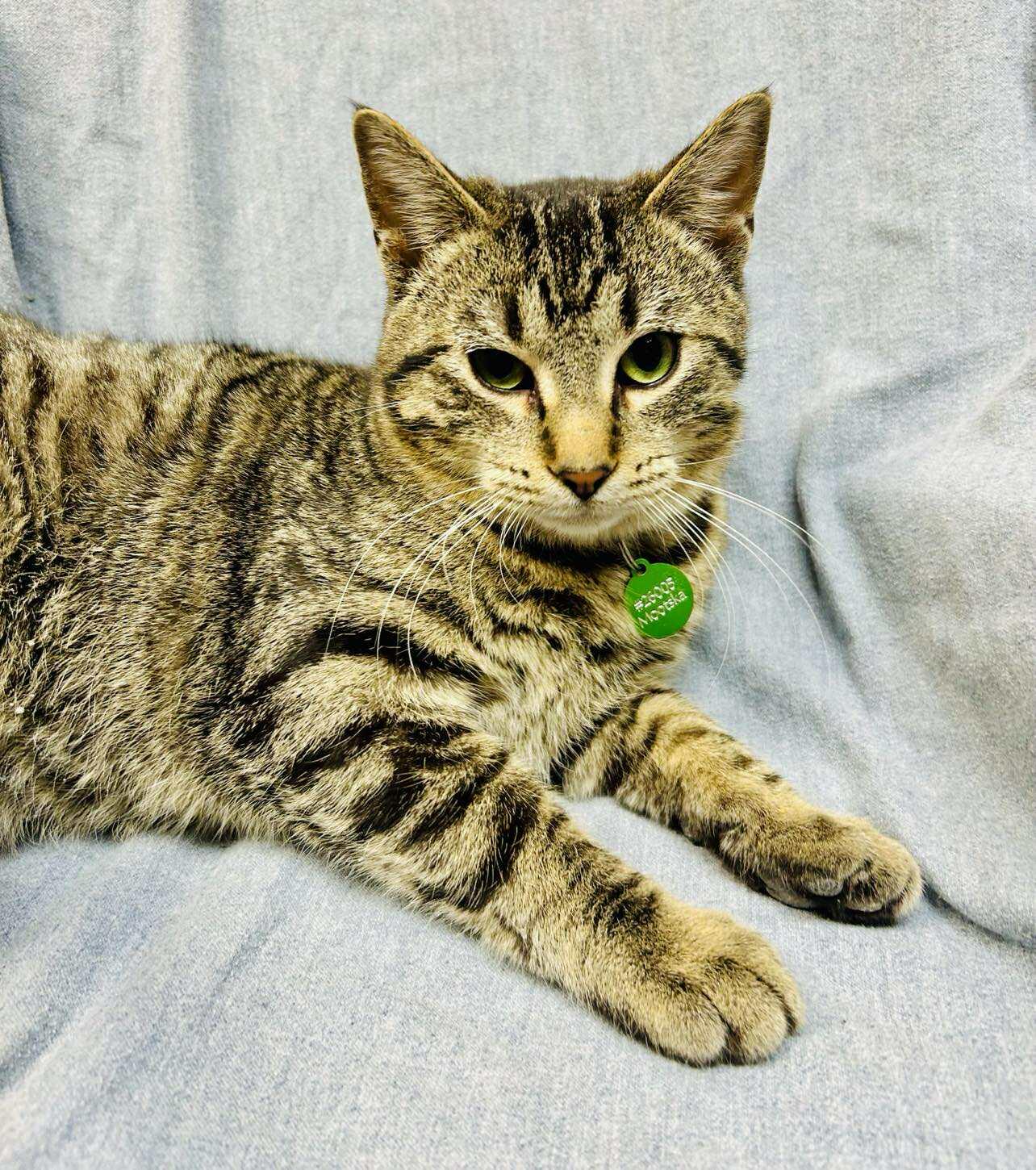 Enlarge Mootska , an adoptable Domestic Short Hair in Alexandria, MN image 1/3
