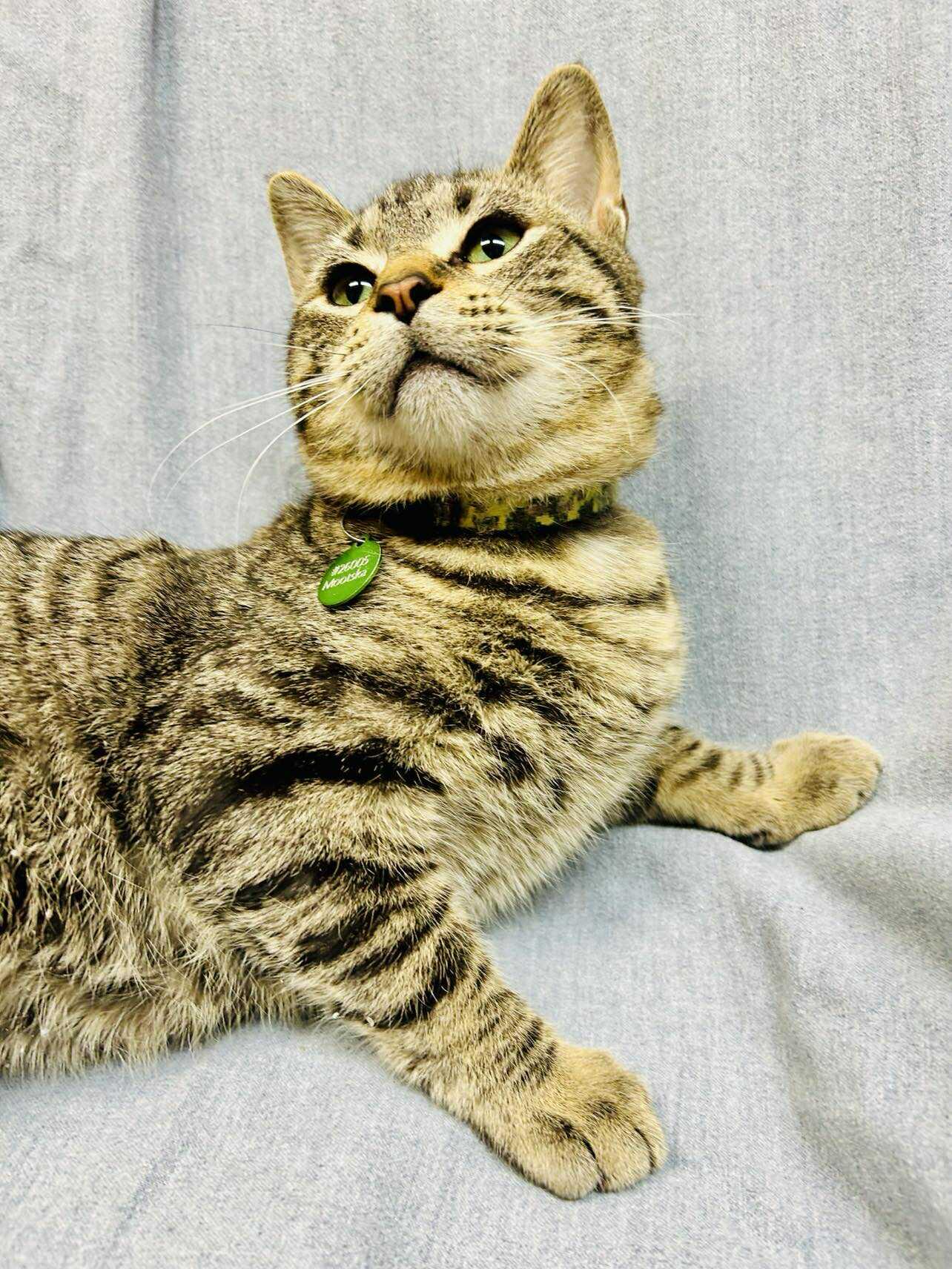 Enlarge Mootska , an adoptable Domestic Short Hair in Alexandria, MN image 2/3