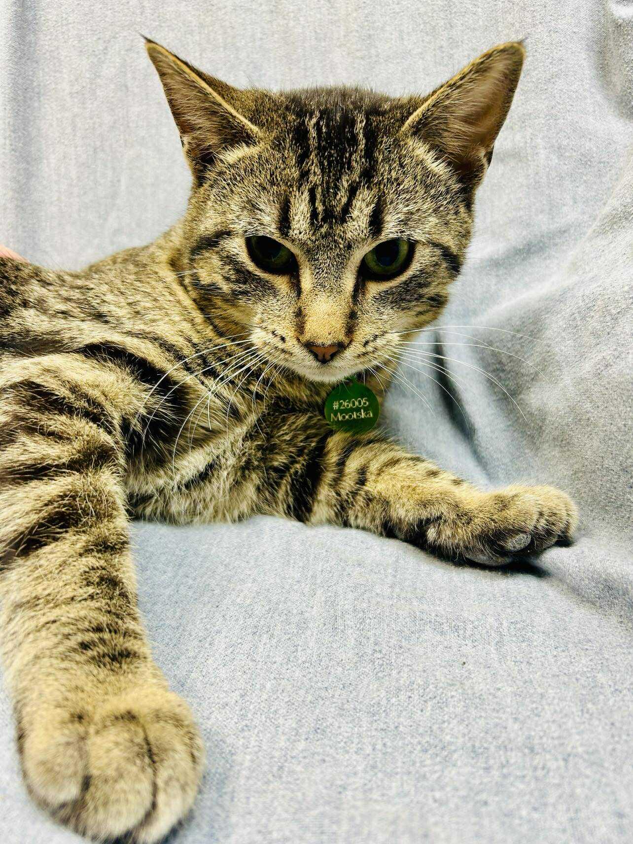 Enlarge Mootska , an adoptable Domestic Short Hair in Alexandria, MN image 3/3