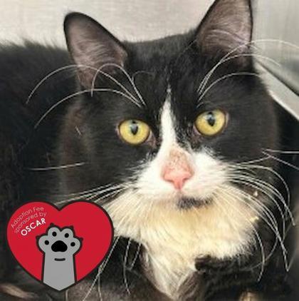 Star — thumbnail 2