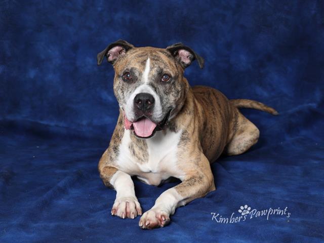 ZILLA, Adoptable, Adult Male Boxer & Mixed Breed.