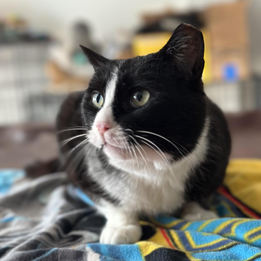 Enlarge BeeBee, a Adoptable Domestic Short Hair in Manalapan, NJ image 1/3