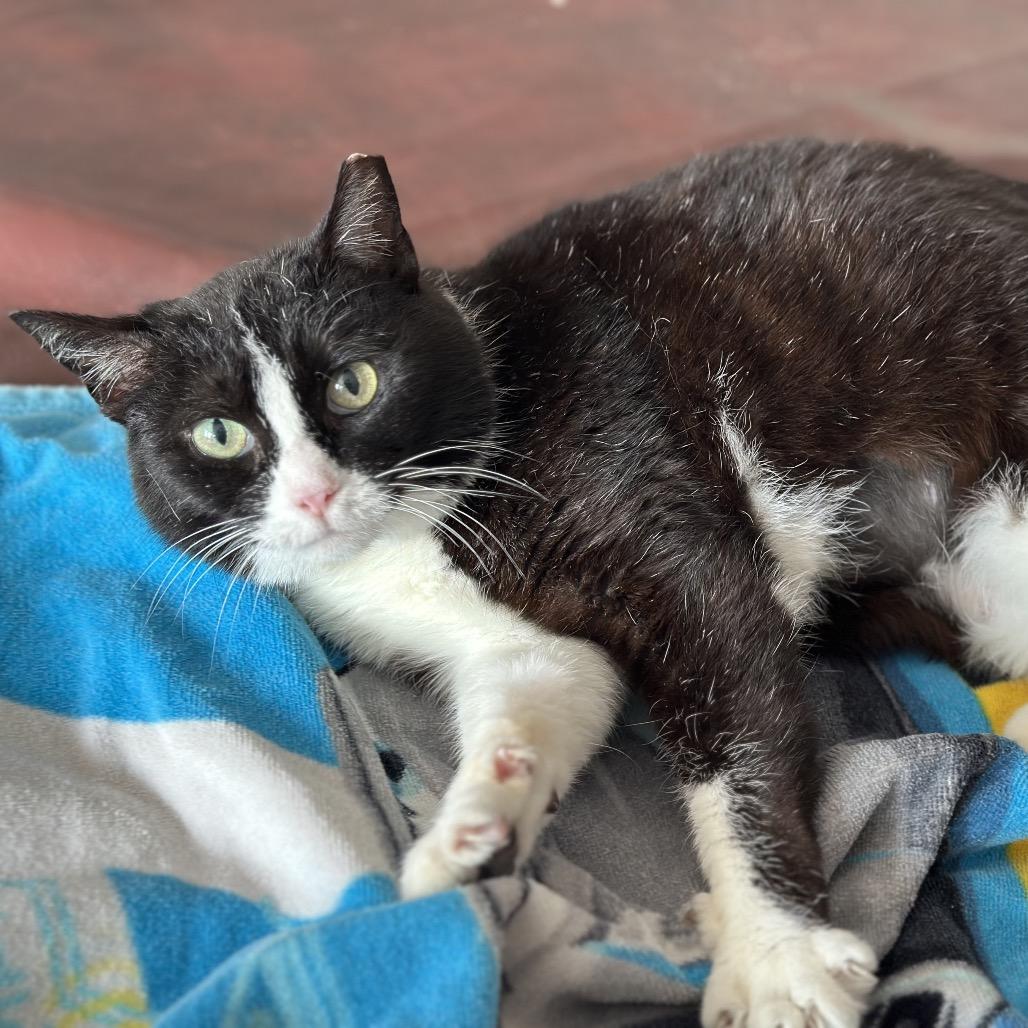 Enlarge BeeBee, a Adoptable Domestic Short Hair in Manalapan, NJ image 2/3