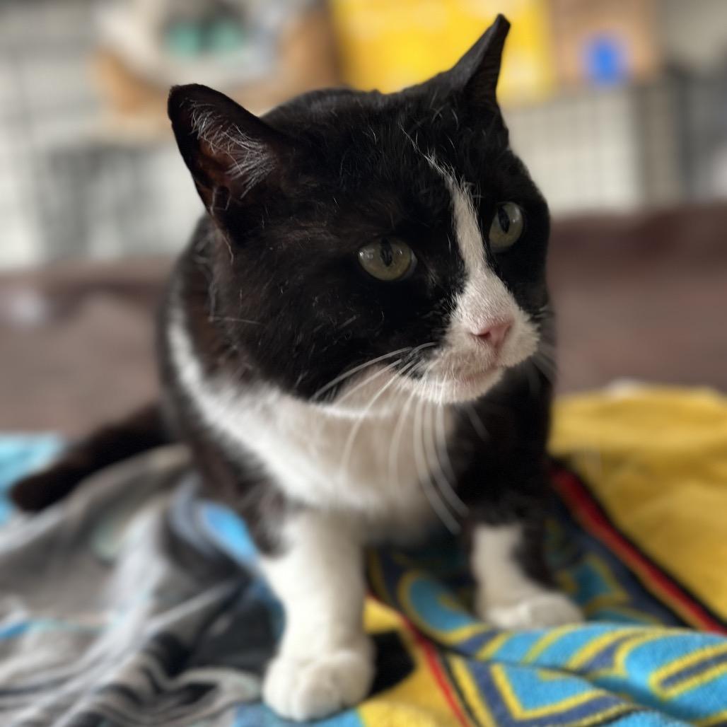 Enlarge BeeBee, a Adoptable Domestic Short Hair in Manalapan, NJ image 3/3