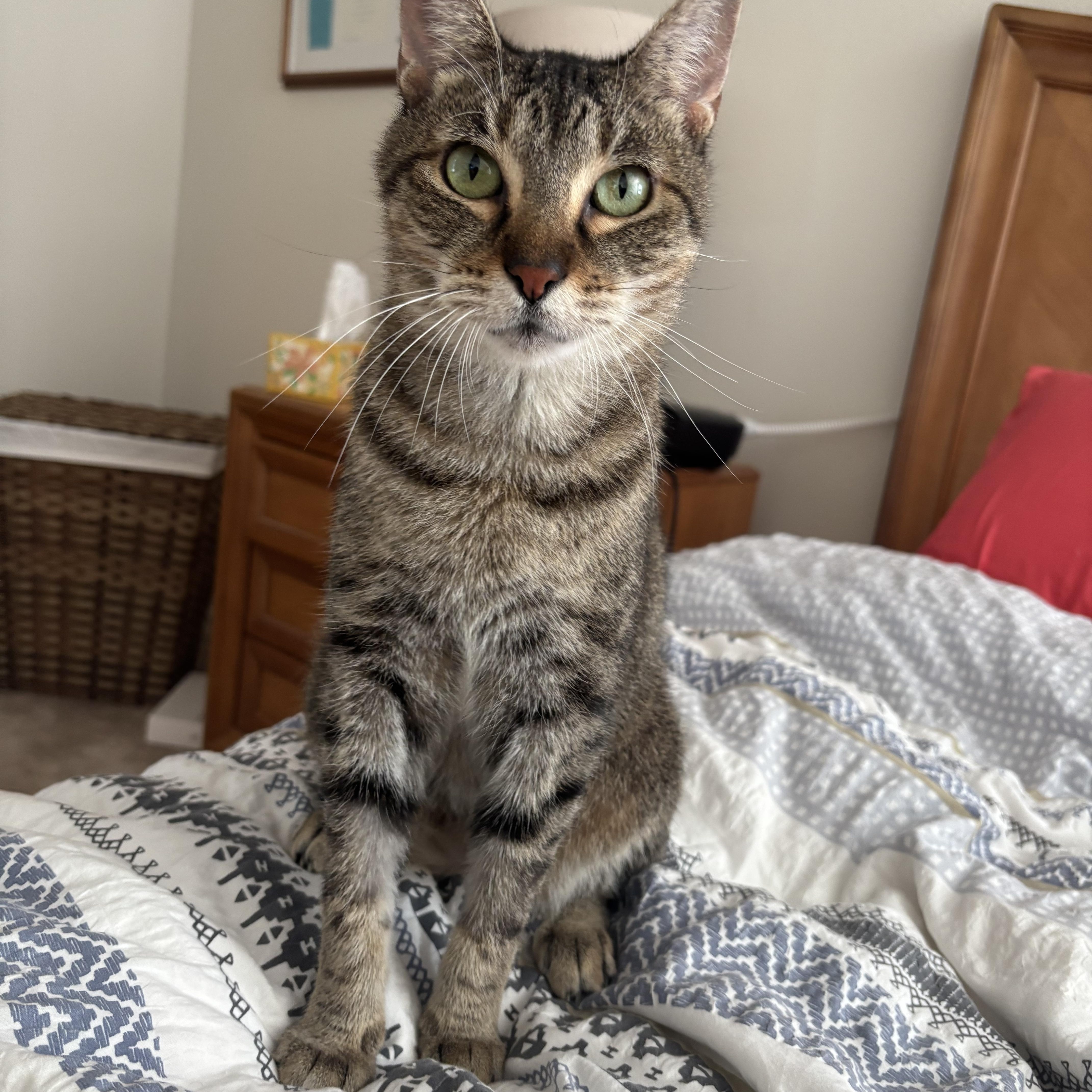 Thelma , a Adoptable Domestic Short Hair in West Warwick, RI image 3/6