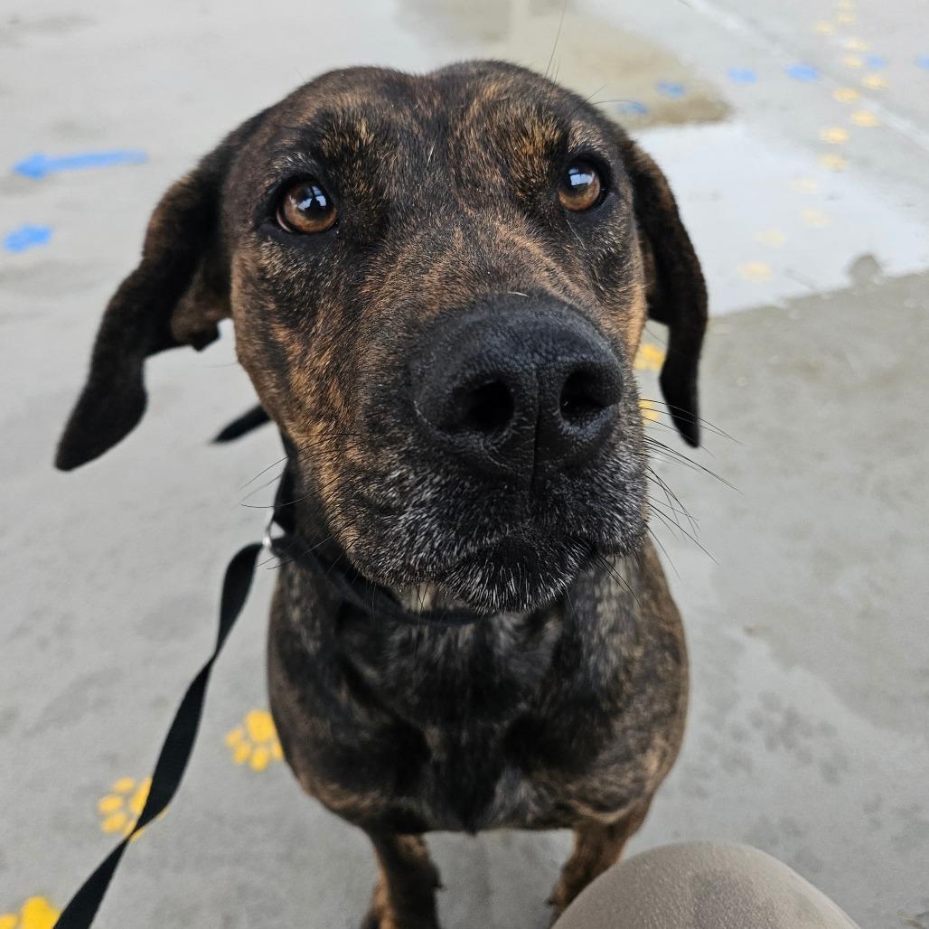 Inspiring Goose, a Adoptable mixed breed in Boone, IA image 1/6
