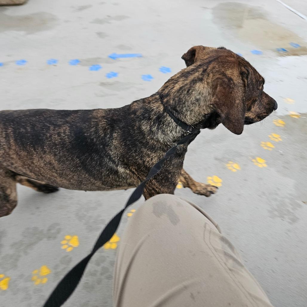Inspiring Goose, a Adoptable mixed breed in Boone, IA image 2/6