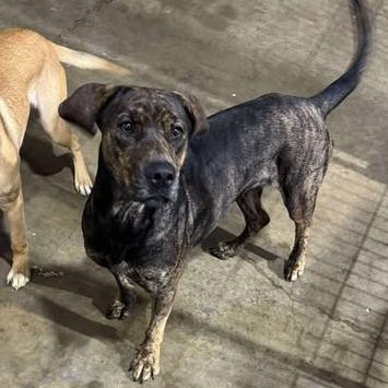 Inspiring Goose, a Adoptable mixed breed in Boone, IA image 3/6