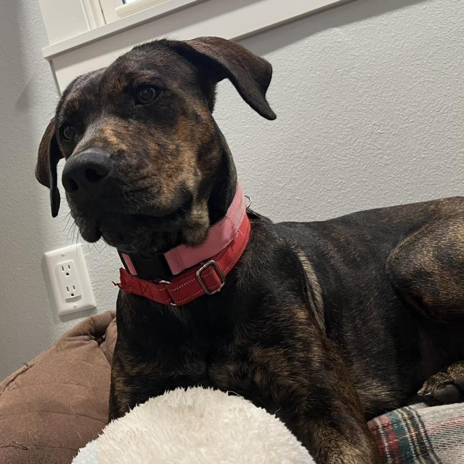 Inspiring Goose, a Adoptable mixed breed in Boone, IA image 4/6