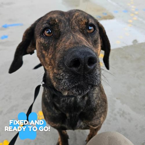 Inspiring Goose, a Adoptable mixed breed in Boone, IA image 5/6