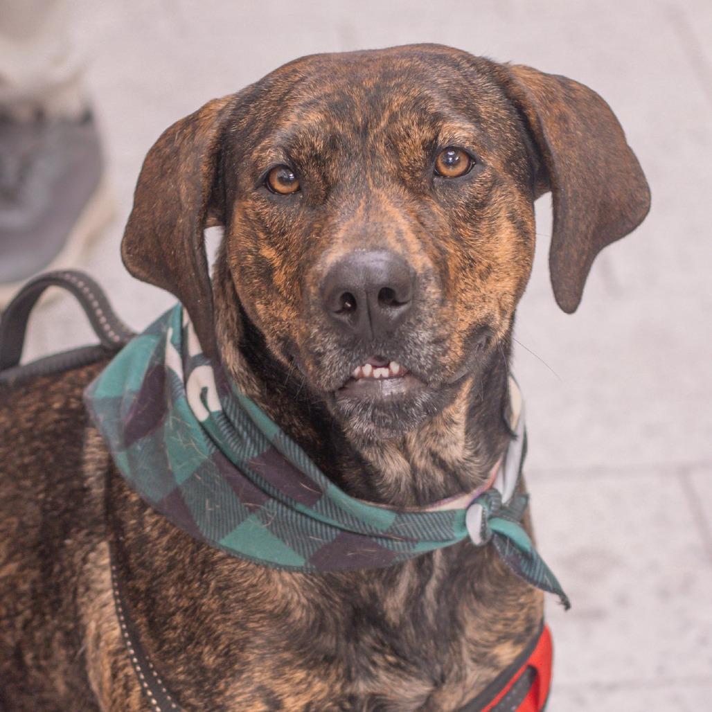 Inspiring Goose, a Adoptable mixed breed in Boone, IA image 6/6