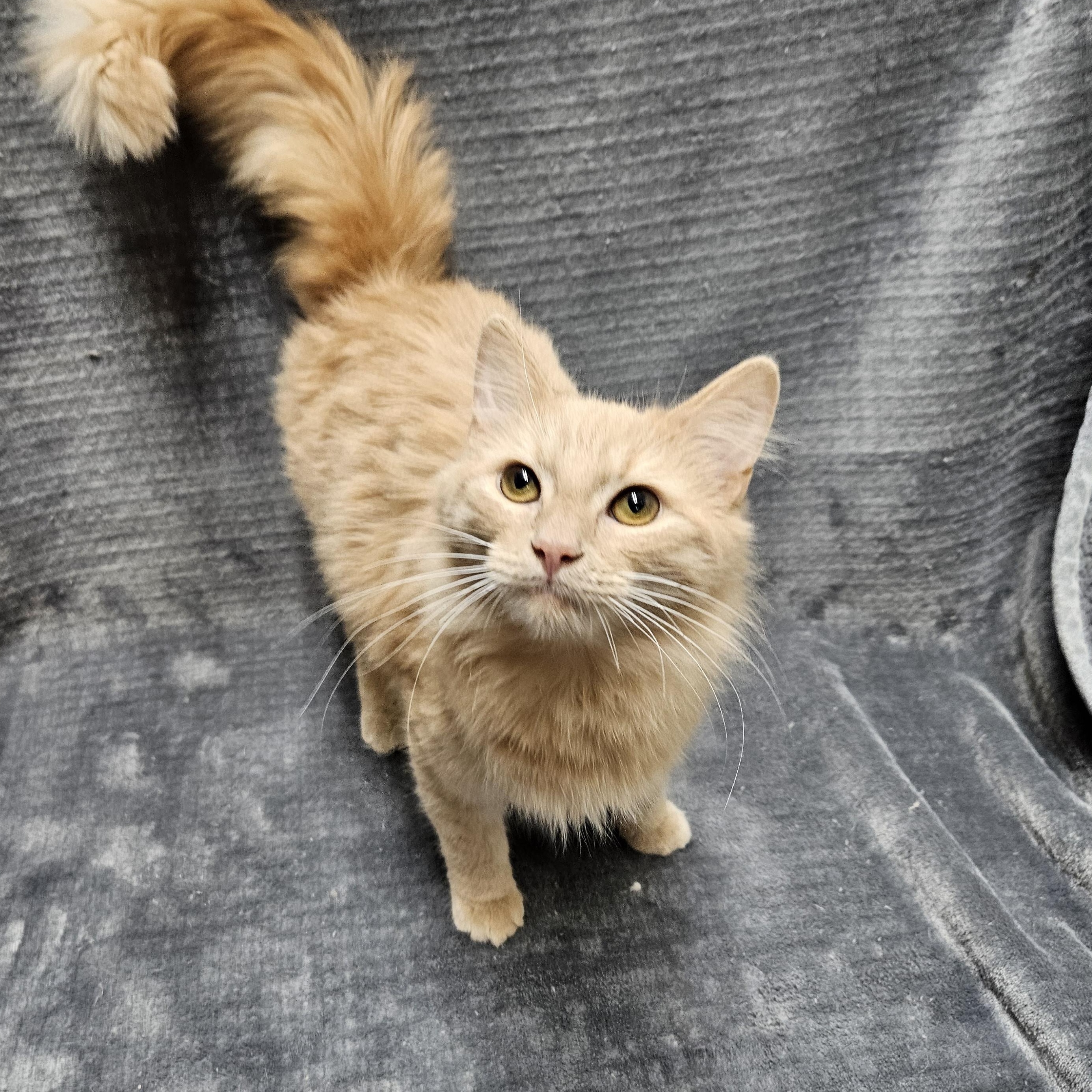 Enlarge Caramel Apple, an adopted Domestic Long Hair in Antioch, IL image 1/2