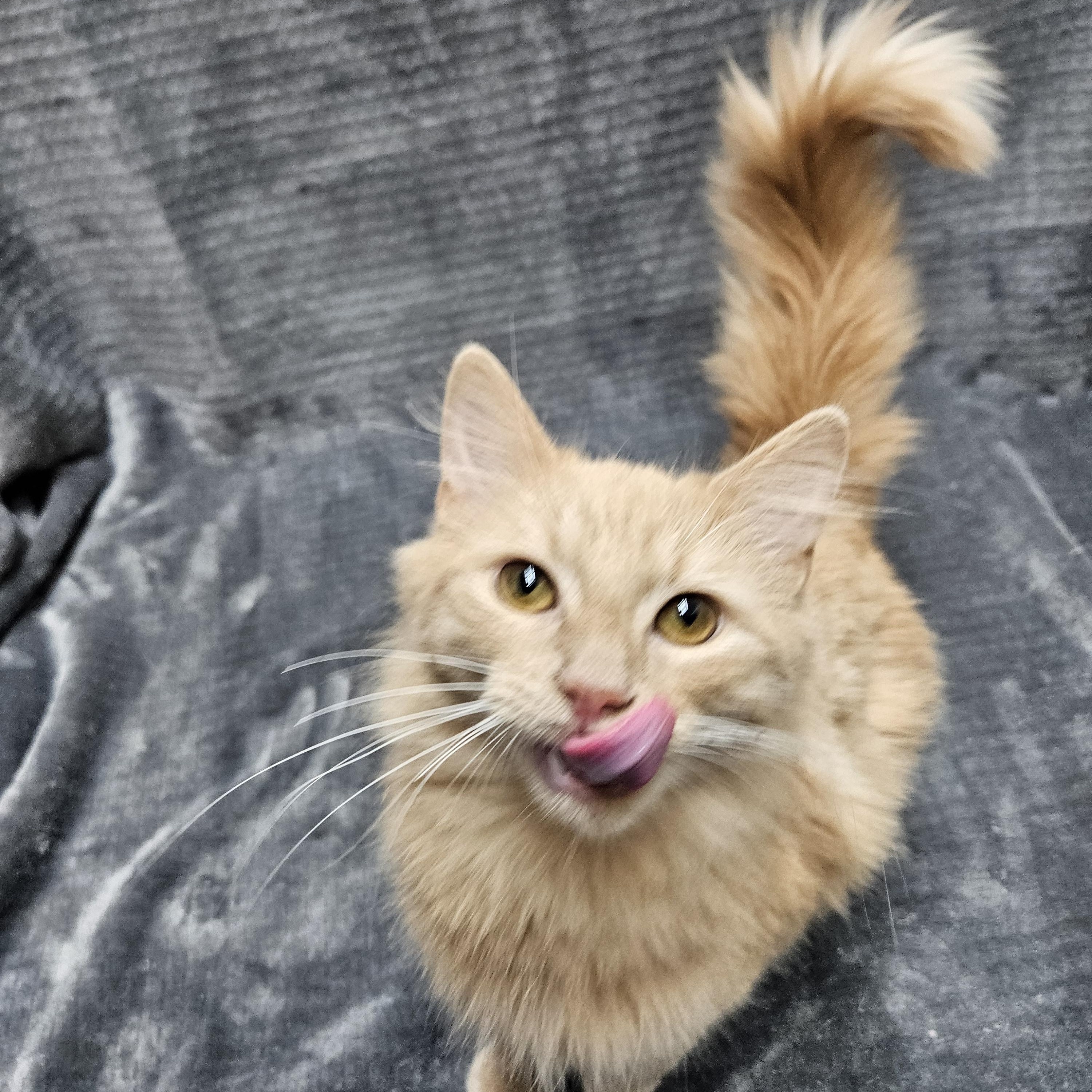 Enlarge Caramel Apple, an adopted Domestic Long Hair in Antioch, IL image 2/2