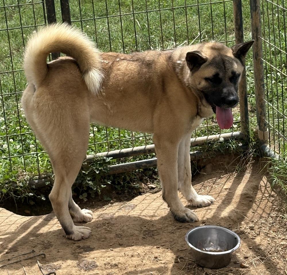 Kilo, Adoptable, Adult Male Akita.
