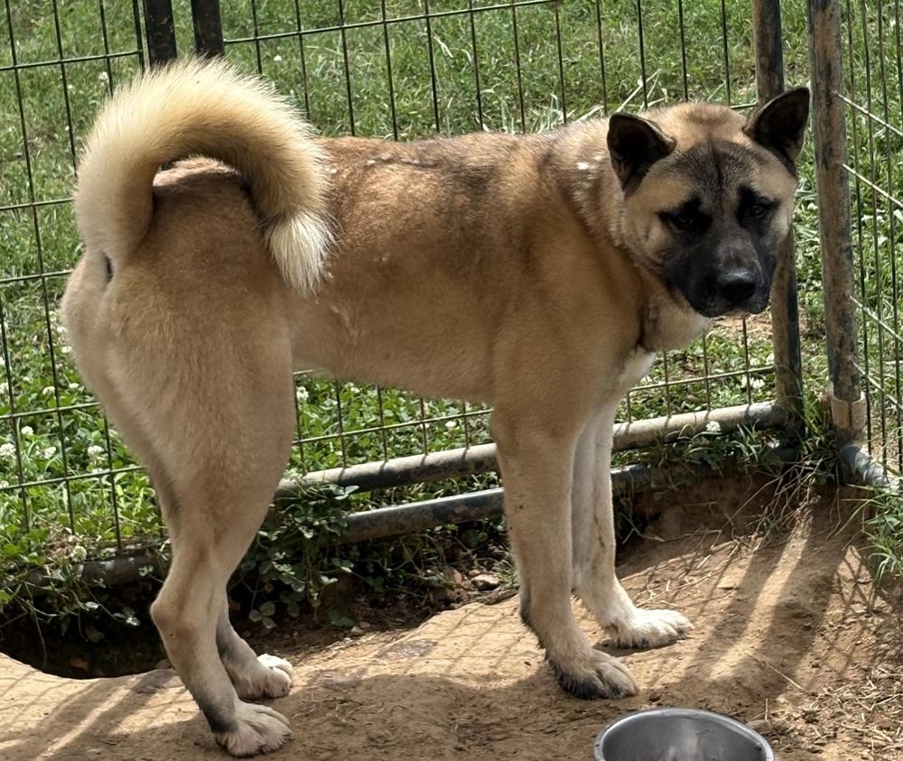 Enlarge Kilo, a Adoptable Akita in Crystal Springs, MS image 2/2
