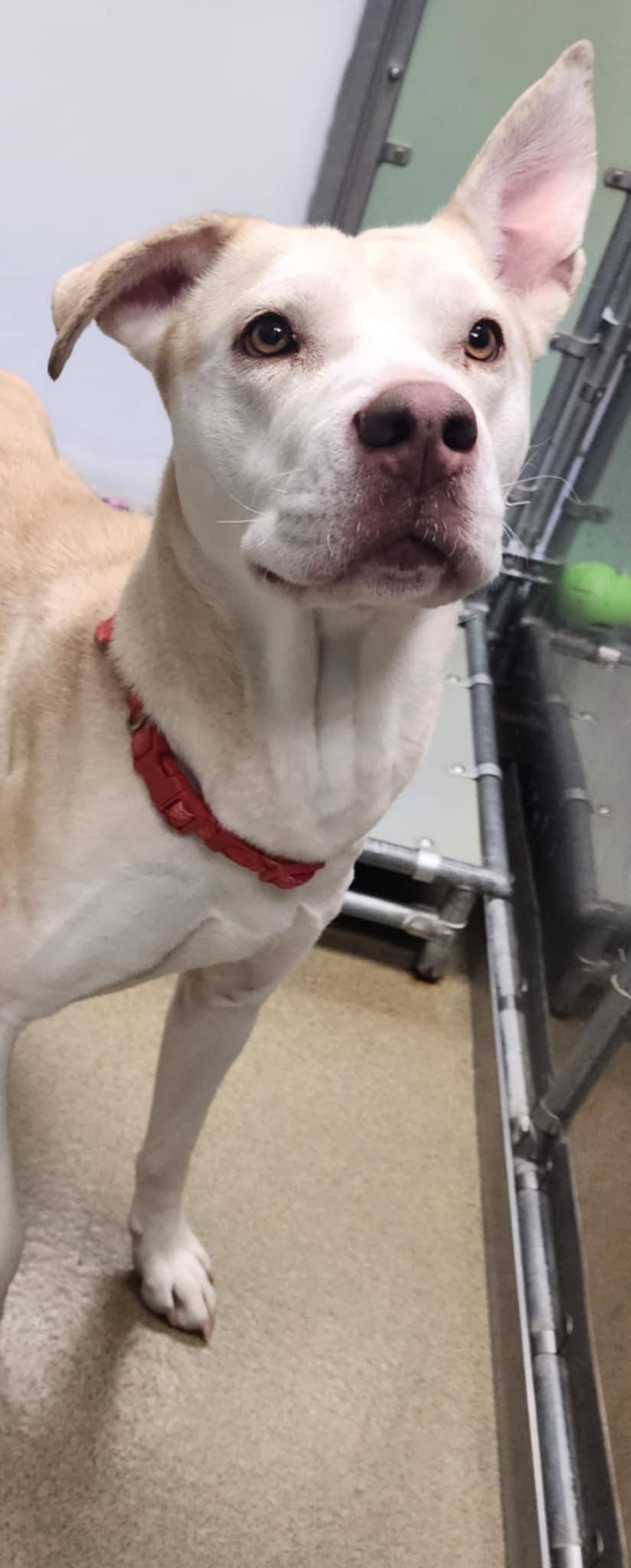 SAHARA, a ADOPTABLE mixed breed in Manassas, VA image 2/5