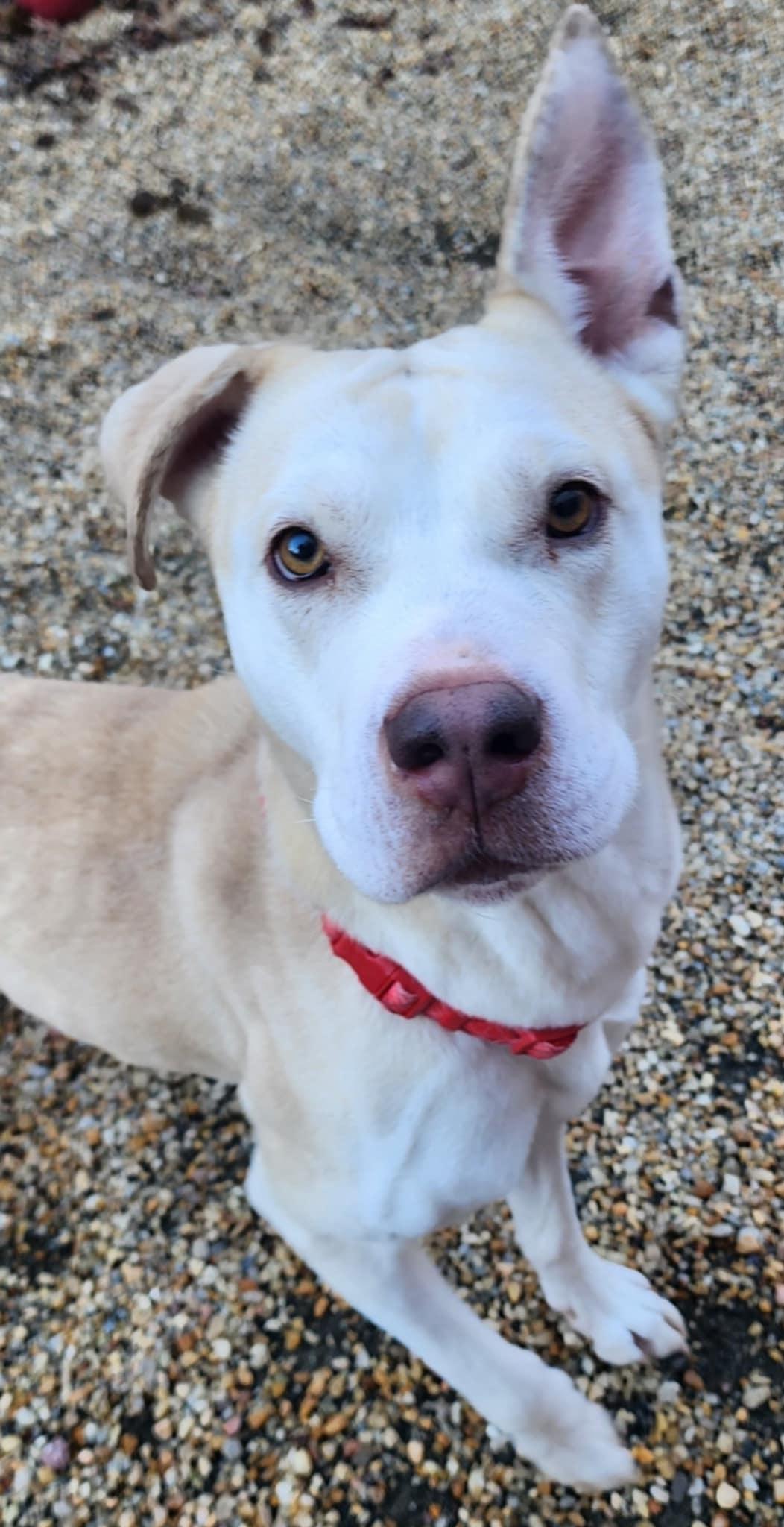 SAHARA, ADOPTABLE, Adult Female Pit Bull Terrier & Labrador Retriever.