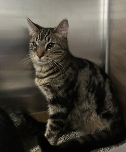 Ted, a Adoptable Domestic Short Hair in North Miami Beach, FL image 1/2