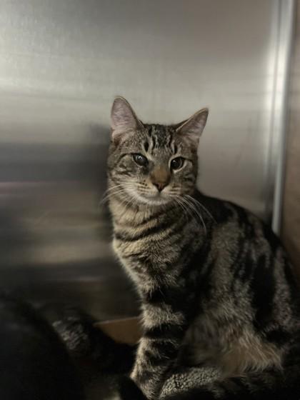 Ted, a Adoptable Domestic Short Hair in North Miami Beach, FL image 2/2