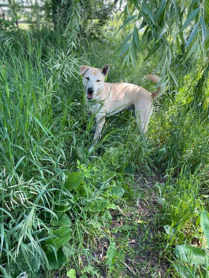 Enlarge Kirky, a Adoptable mixed breed in Sainte-Angele-de-Monnoir, QC image 1/6