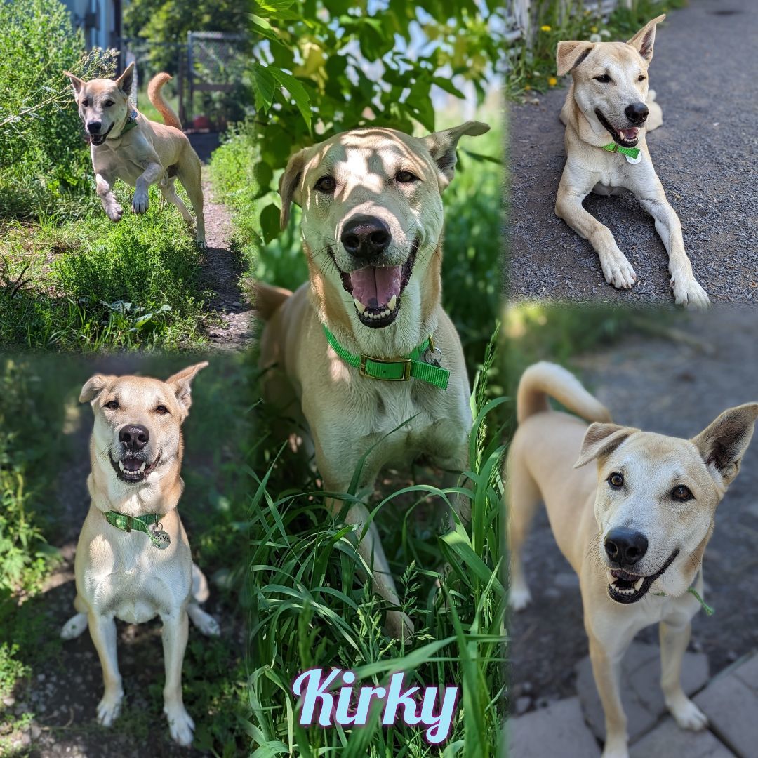 Enlarge Kirky, a Adoptable mixed breed in Sainte-Angele-de-Monnoir, QC image 2/6