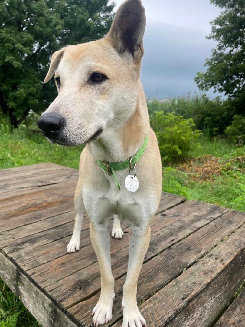 Enlarge Kirky, a Adoptable mixed breed in Sainte-Angele-de-Monnoir, QC image 3/6