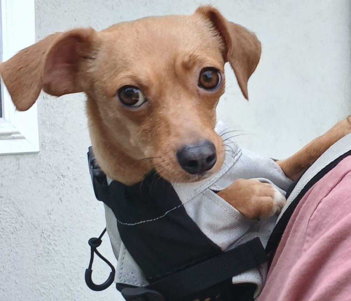 Chanel, an adopted Chiweenie in los angeles, CA image 1/2