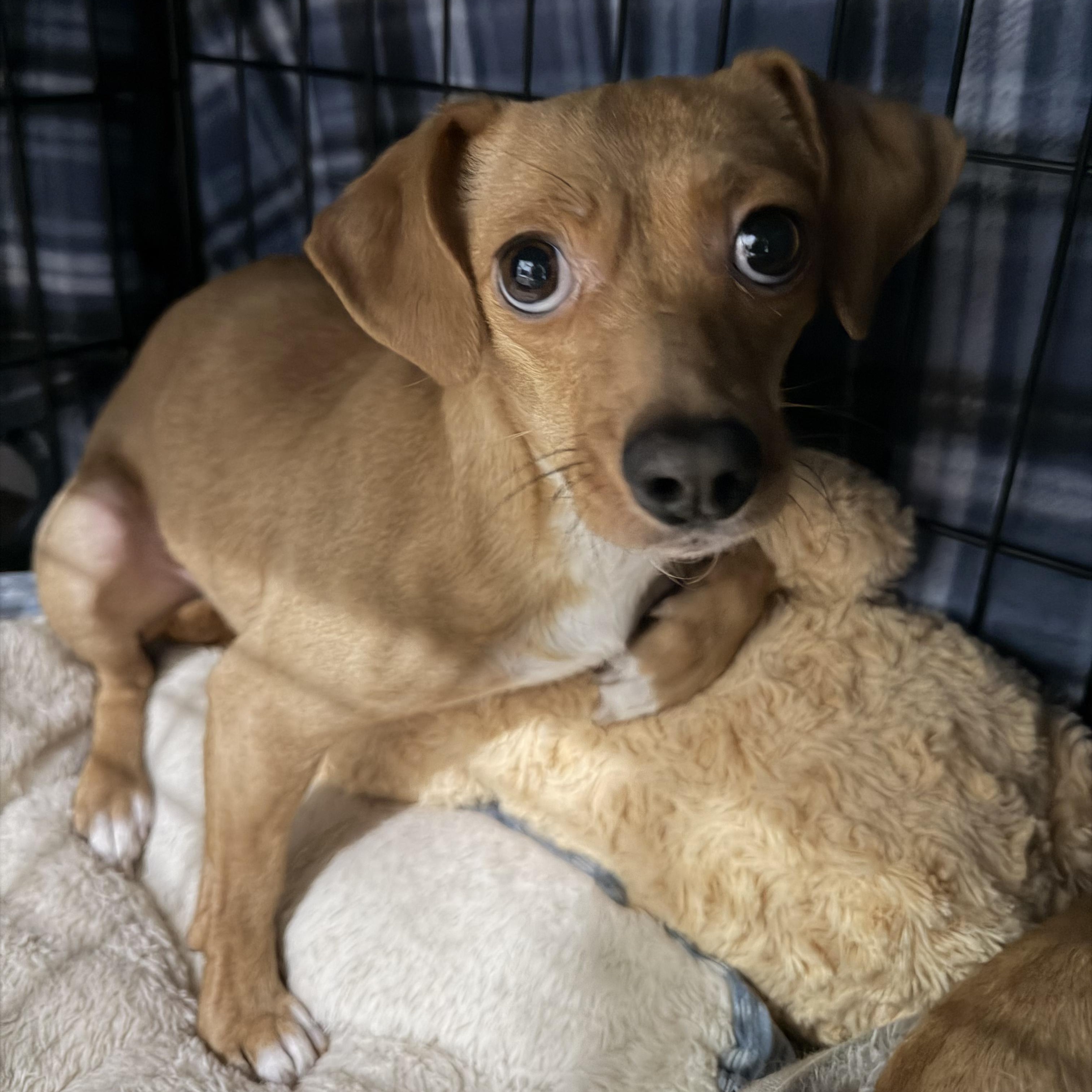 Chanel, an adopted Chiweenie in los angeles, CA image 2/2