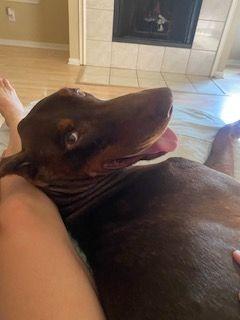 Zephyr, Adoptable, Senior Male Doberman Pinscher.