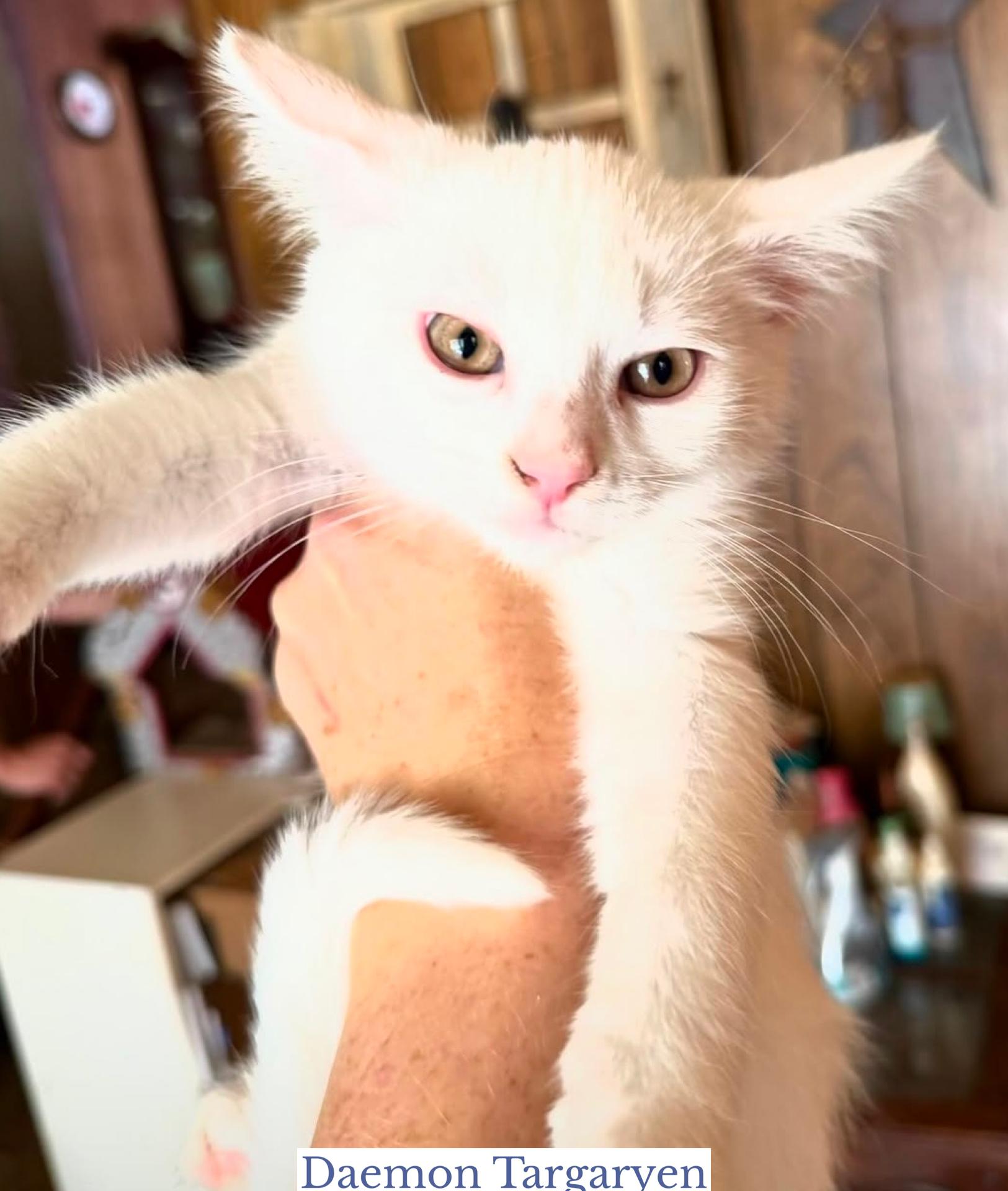 Daemon Targaryen, an adopted Domestic Short Hair in Berkeley Springs, WV image 4/5