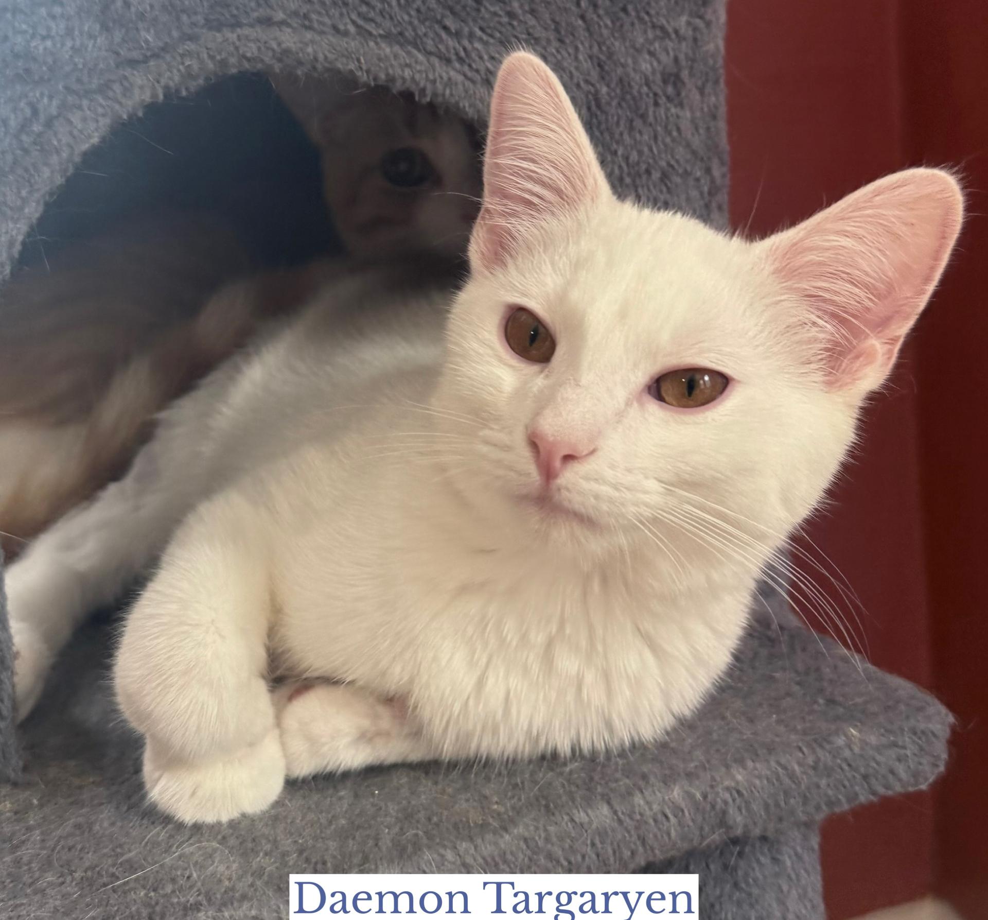 Daemon Targaryen, adopted, Young Male Domestic Short Hair.