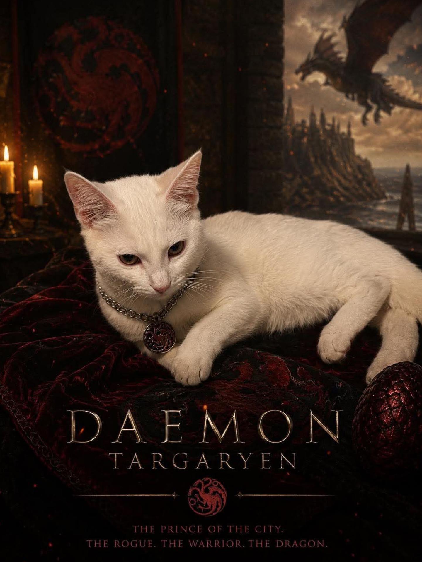 Daemon Targaryen, an adopted Domestic Short Hair in Berkeley Springs, WV image 2/5