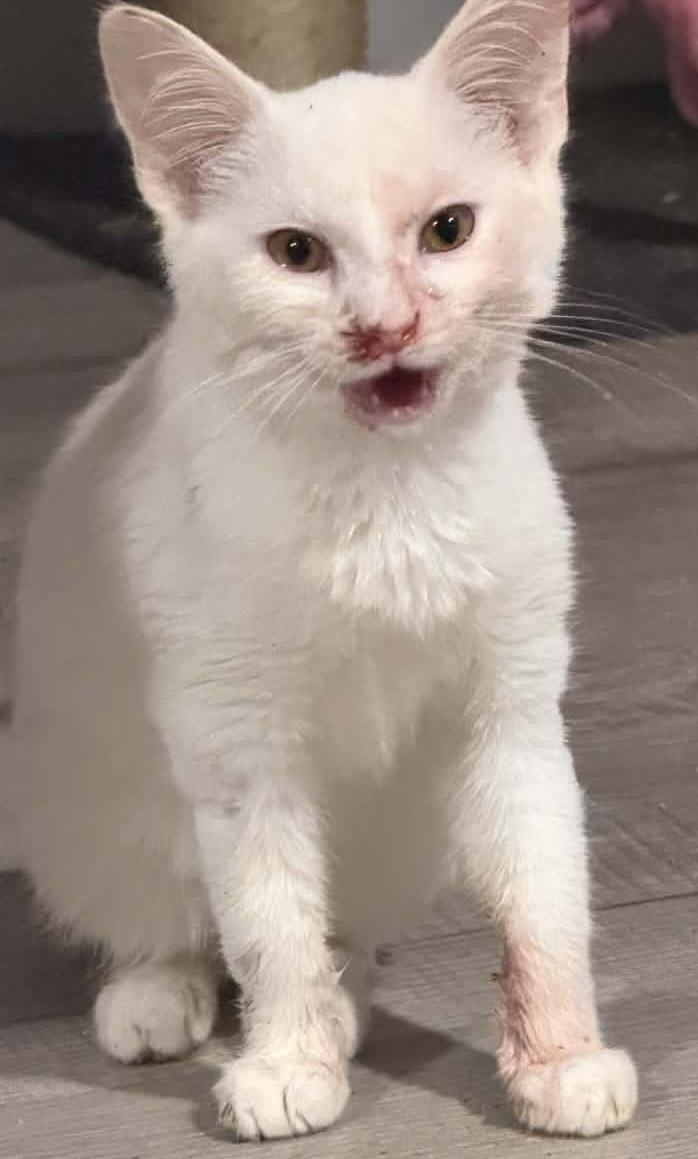 Daemon Targaryen, an adopted Domestic Short Hair in Berkeley Springs, WV image 3/5