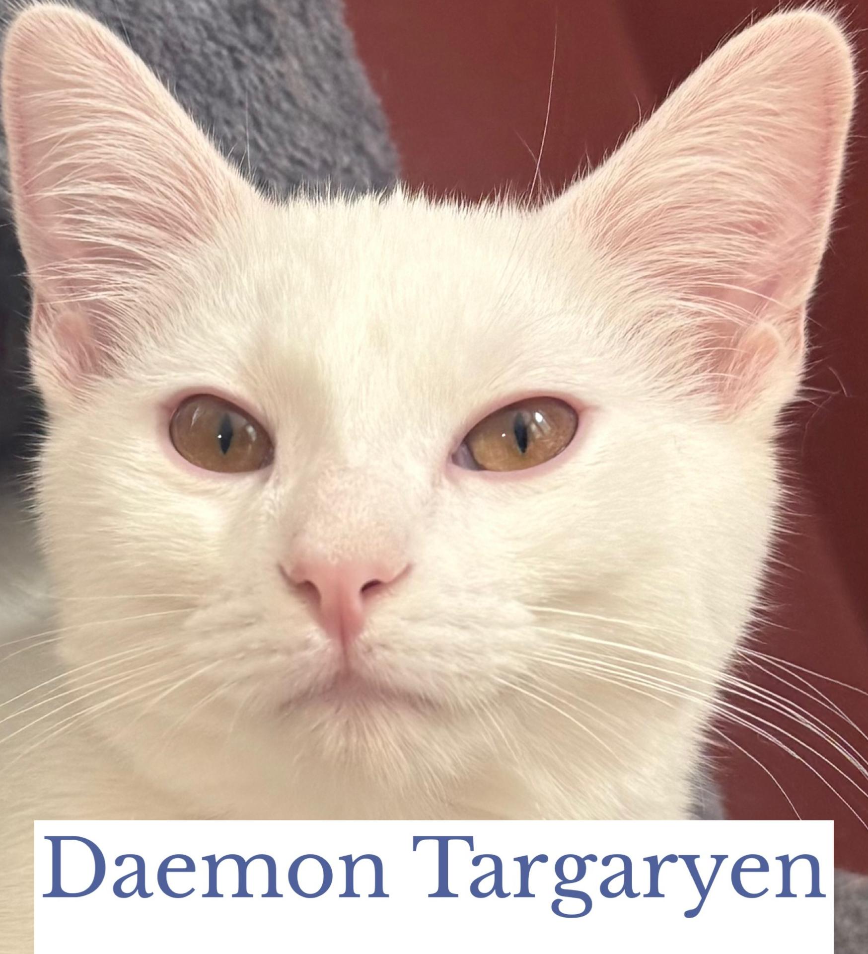 Daemon Targaryen, an adopted Domestic Short Hair in Berkeley Springs, WV image 5/5