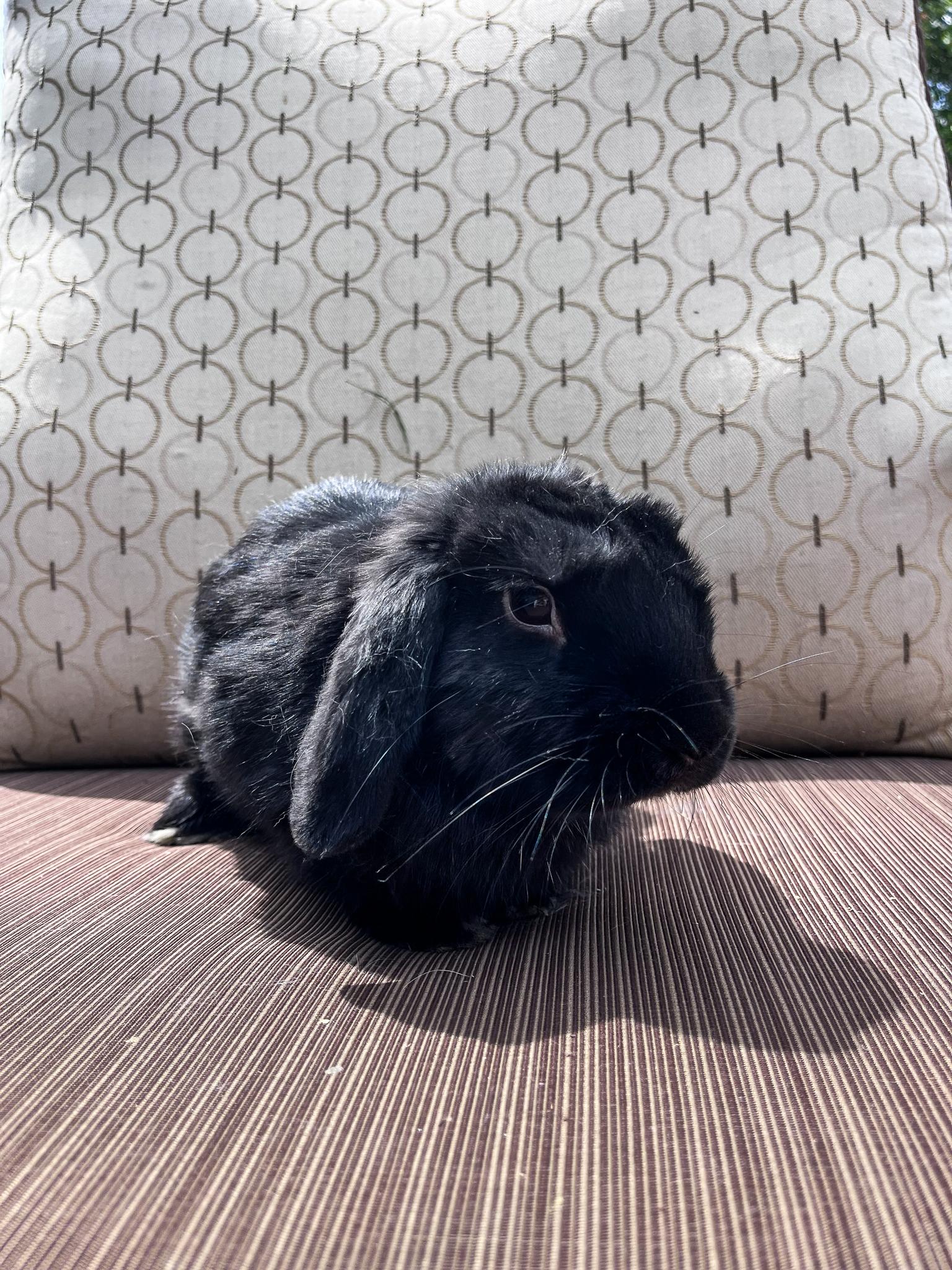 Pepper, Adopted, Young Male Holland Lop.