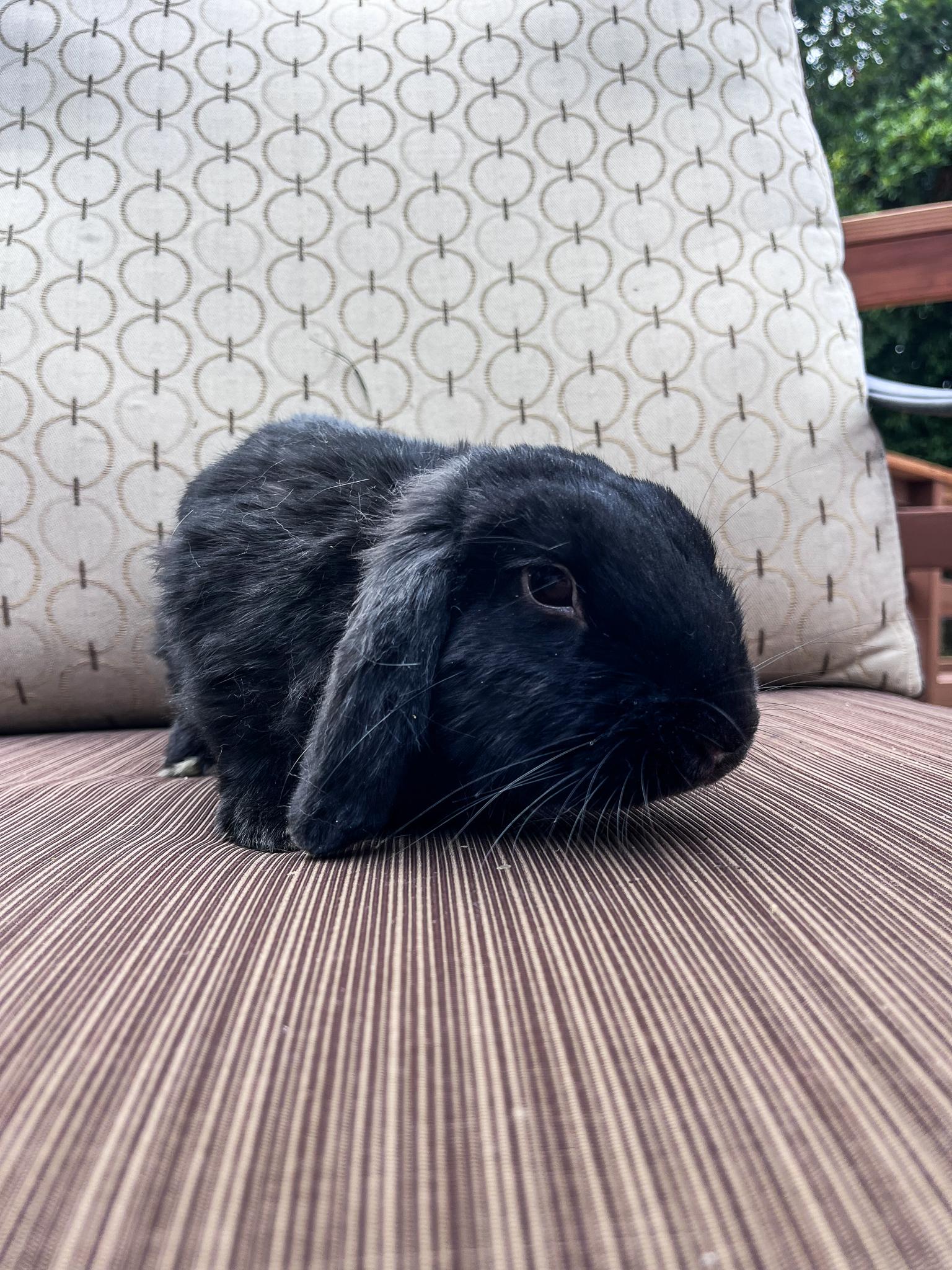 Enlarge Pepper, a Adopted Holland Lop in Los Angeles, CA image 2/6