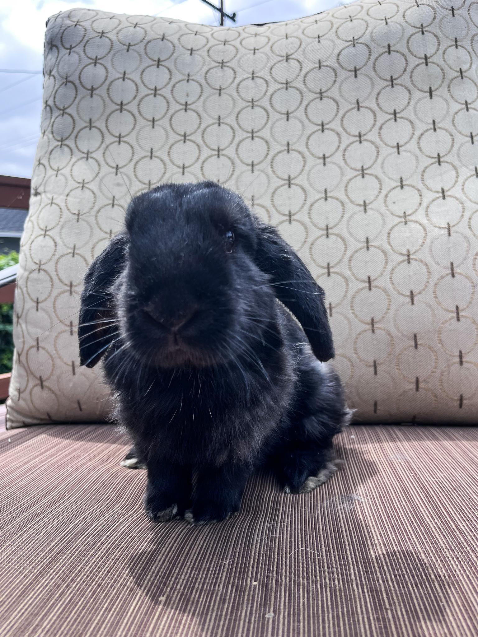 Enlarge Pepper, a Adopted Holland Lop in Los Angeles, CA image 4/6